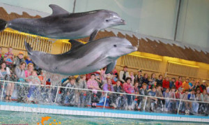 Дельфинарий в Ярославле